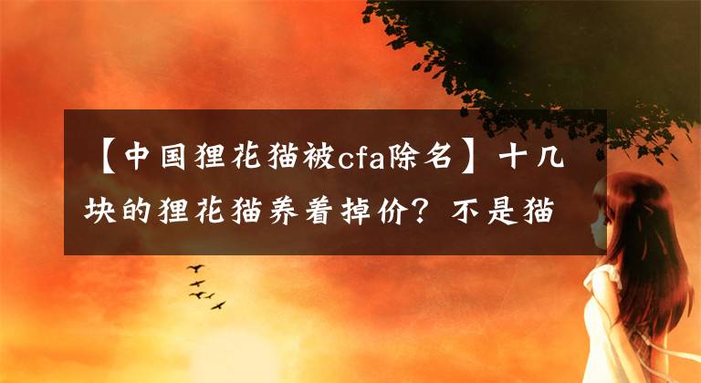 【中國貍花貓被cfa除名】十幾塊的貍花貓養(yǎng)著掉價？不是貓掉價，而是你無知