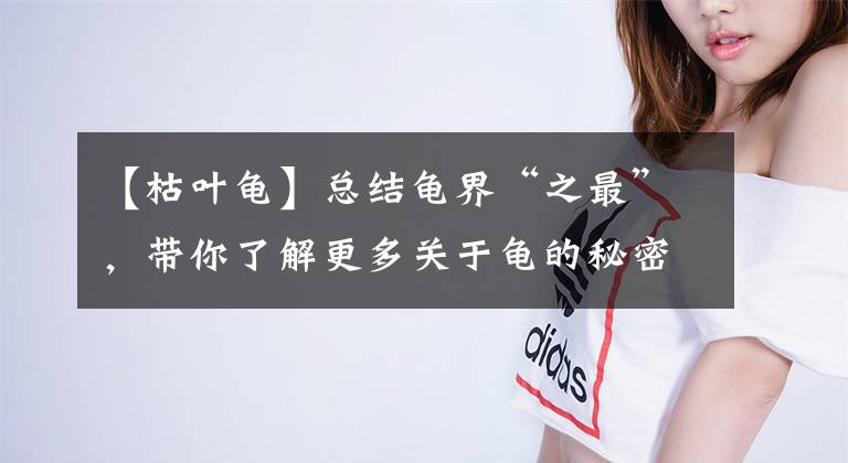 【枯葉龜】總結(jié)龜界“之最”，帶你了解更多關(guān)于龜?shù)拿孛?></a></div> <div   id=