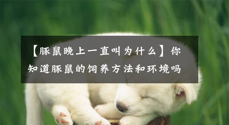 【豚鼠晚上一直叫為什么】你知道豚鼠的飼養(yǎng)方法和環(huán)境嗎？