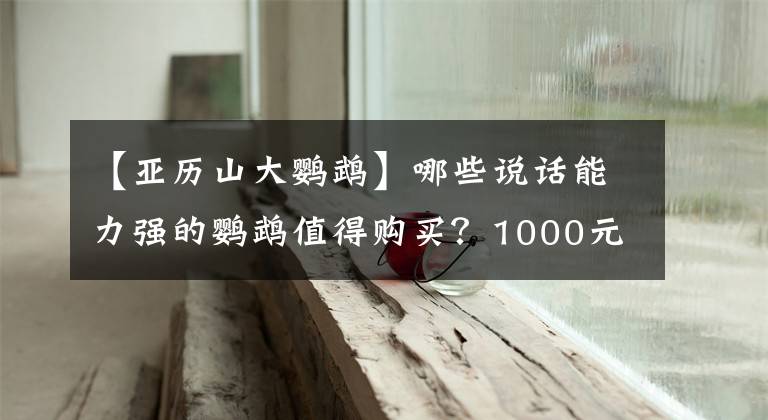 【亞歷山大鸚鵡】哪些說話能力強(qiáng)的鸚鵡值得購買？1000元以內(nèi)推薦第一種