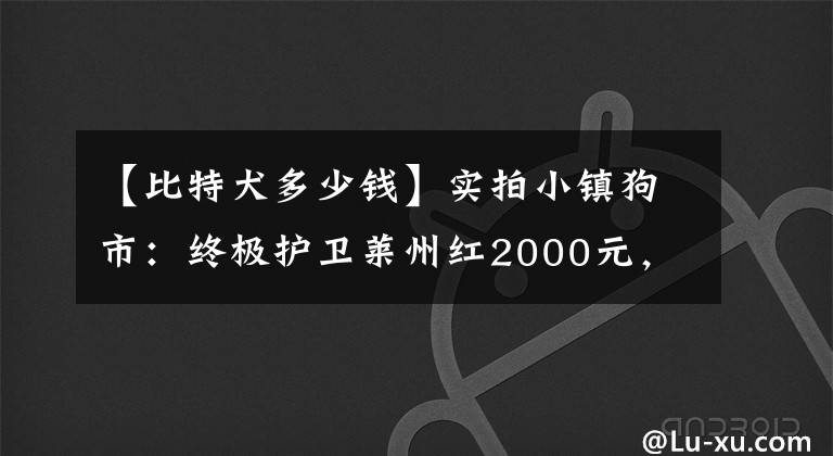 【比特犬多少錢】實(shí)拍小鎮(zhèn)狗市：終極護(hù)衛(wèi)萊州紅2000元，金毛1600元，比特犬550元