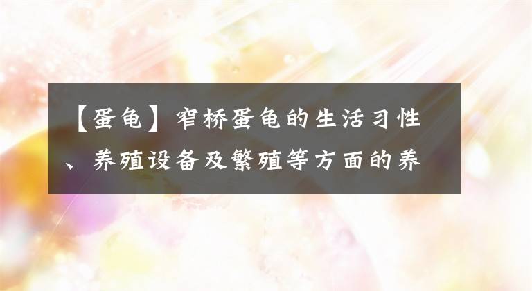 【蛋龜】窄橋蛋龜?shù)纳盍曅?、養(yǎng)殖設備及繁殖等方面的養(yǎng)殖技術