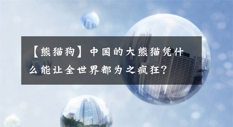 【熊貓狗】中國的大熊貓憑什么能讓全世界都為之瘋狂？