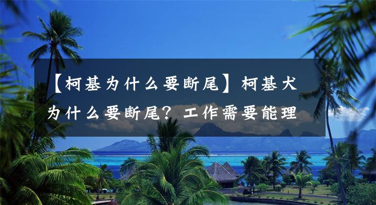 【柯基為什么要斷尾】柯基犬為什么要斷尾？工作需要能理解，做寵物狗可以不斷尾啊