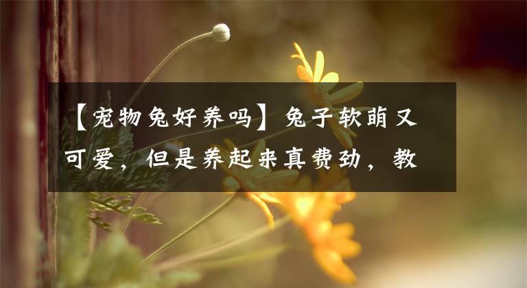 【寵物兔好養(yǎng)嗎】兔子軟萌又可愛，但是養(yǎng)起來真費(fèi)勁，教你如何養(yǎng)一只可愛的小白兔