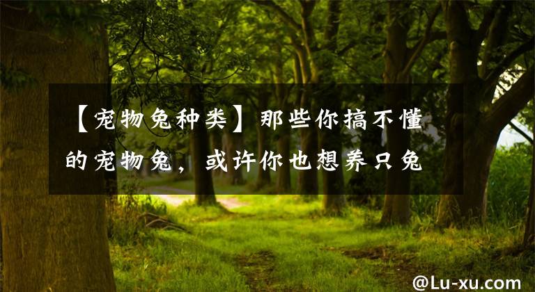 【寵物兔種類】那些你搞不懂的寵物兔，或許你也想養(yǎng)只兔兔嗎