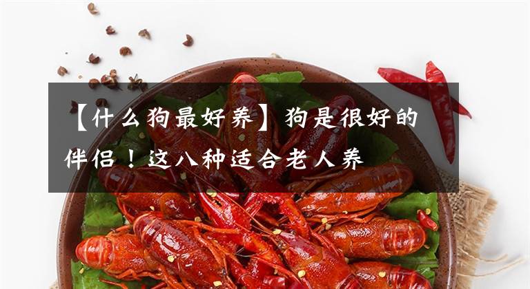 【什么狗最好養(yǎng)】狗是很好的伴侶！這八種適合老人養(yǎng)