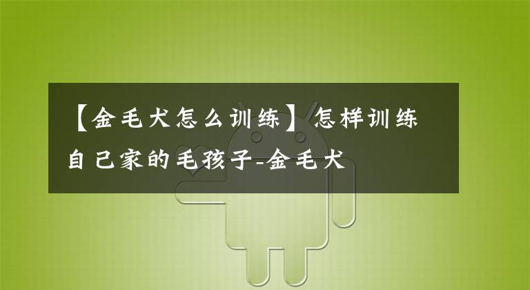 【金毛犬怎么訓練】怎樣訓練自己家的毛孩子-金毛犬