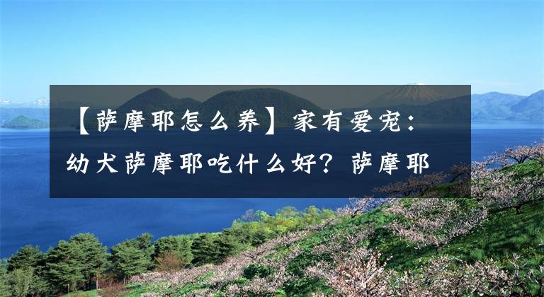 【薩摩耶怎么養(yǎng)】家有愛寵：幼犬薩摩耶吃什么好？薩摩耶喂養(yǎng)的注意事項