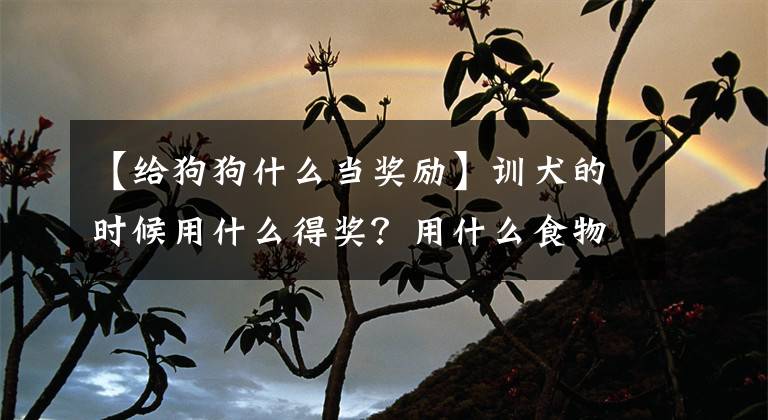 【給狗狗什么當(dāng)獎(jiǎng)勵(lì)】訓(xùn)犬的時(shí)候用什么得獎(jiǎng)？用什么食物比較好？