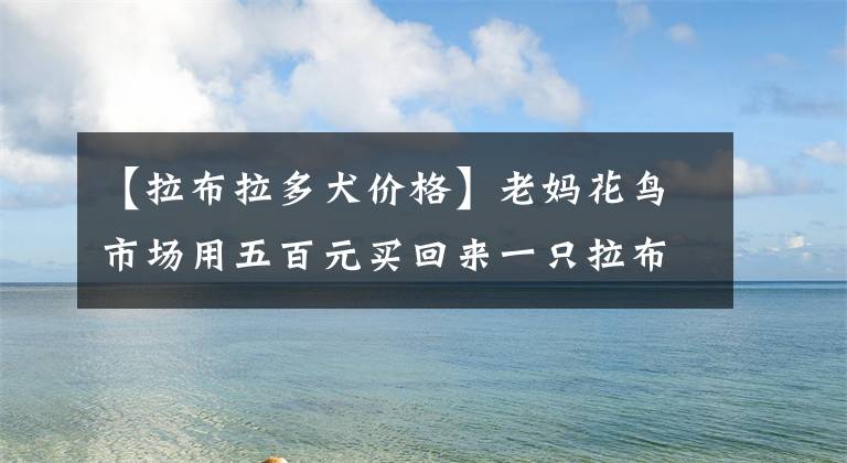 【拉布拉多犬價格】老媽花鳥市場用五百元買回來一只拉布拉多，剛滿兩個月的它，噩夢