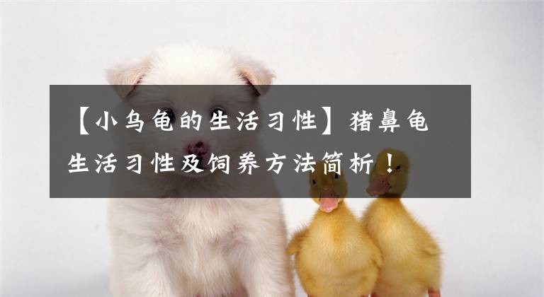 【小烏龜?shù)纳盍?xí)性】豬鼻龜生活習(xí)性及飼養(yǎng)方法簡析！