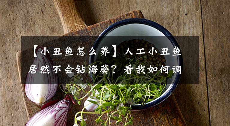 【小丑魚怎么養(yǎng)】人工小丑魚居然不會鉆?？?？看我如何調(diào)教它