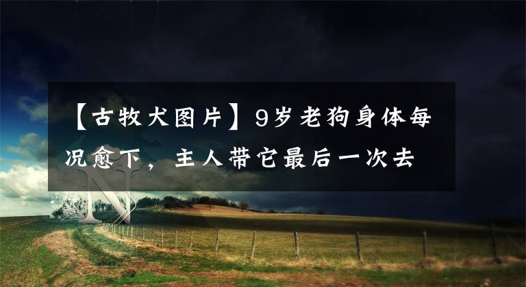 【古牧犬圖片】9歲老狗身體每況愈下，主人帶它最后一次去旅行，眾多網(wǎng)友被感動