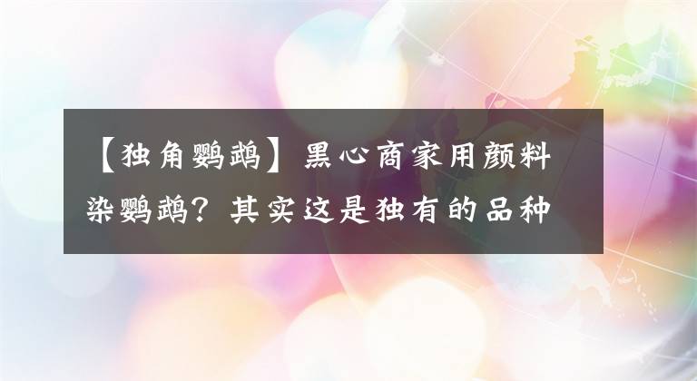 【獨(dú)角鸚鵡】黑心商家用顏料染鸚鵡？其實(shí)這是獨(dú)有的品種，半邊體鸚鵡你見過嗎