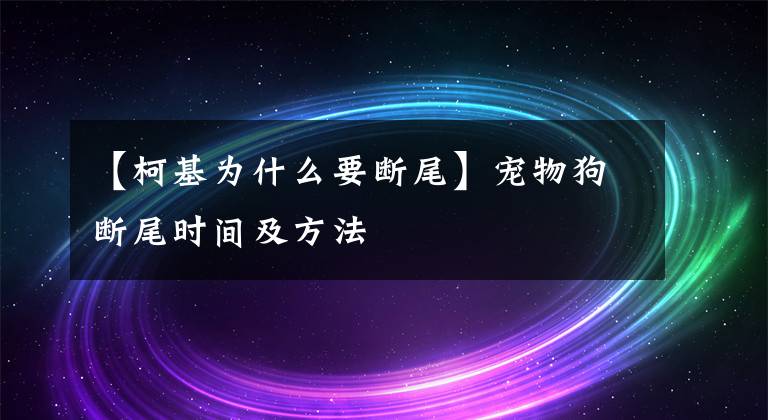 【柯基為什么要斷尾】寵物狗斷尾時間及方法