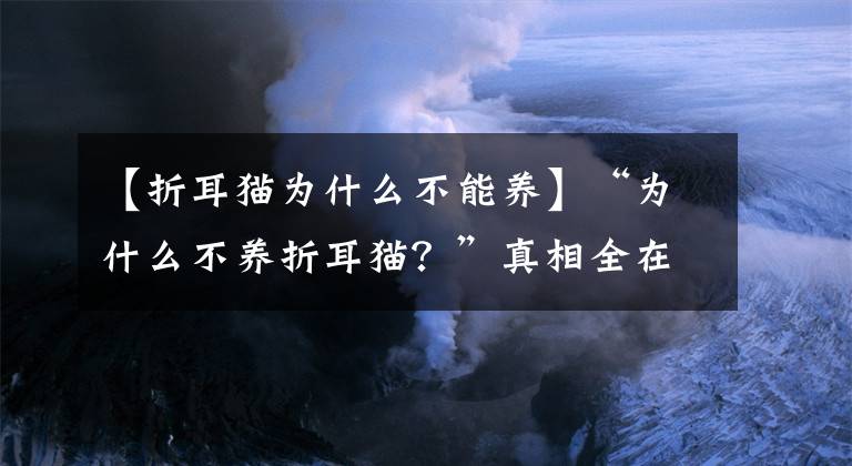 【折耳貓為什么不能養(yǎng)】“為什么不養(yǎng)折耳貓？”真相全在這！