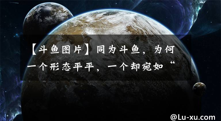 【斗魚圖片】同為斗魚，為何一個形態(tài)平平，一個卻宛如“美人魚”？