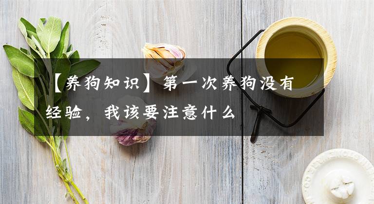 【養(yǎng)狗知識(shí)】第一次養(yǎng)狗沒(méi)有經(jīng)驗(yàn)，我該要注意什么