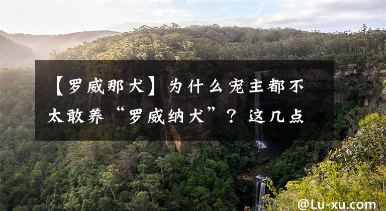 【羅威那犬】為什么寵主都不太敢養(yǎng)“羅威納犬”？這幾點，很多人都怕