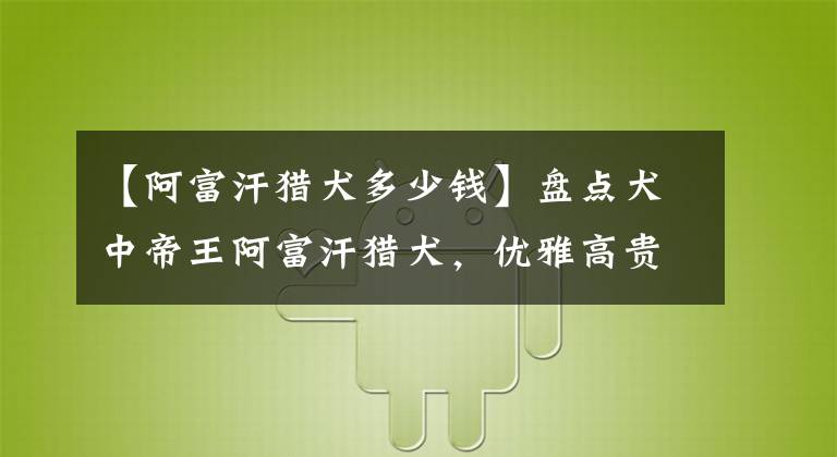 【阿富汗獵犬多少錢】盤點犬中帝王阿富汗獵犬，優(yōu)雅高貴，不是一般人養(yǎng)得起