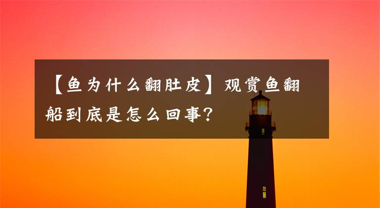 【魚為什么翻肚皮】觀賞魚翻船到底是怎么回事？