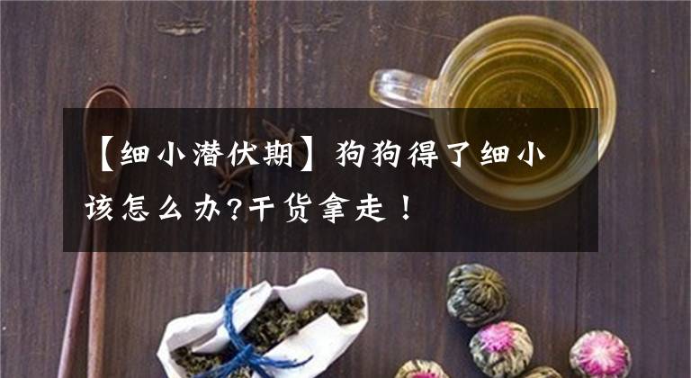 【細(xì)小潛伏期】狗狗得了細(xì)小該怎么辦?干貨拿走！