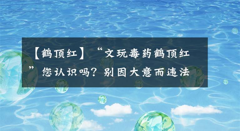 【鶴頂紅】“文玩毒藥鶴頂紅”您認識嗎？別因大意而違法