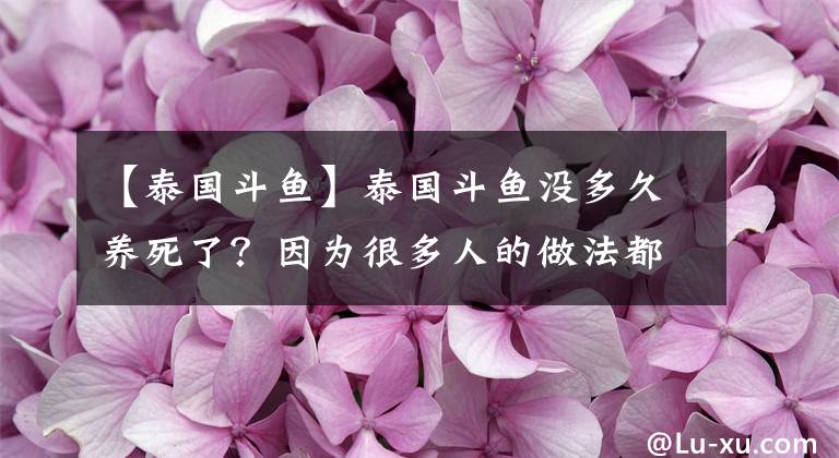 【泰國斗魚】泰國斗魚沒多久養(yǎng)死了？因為很多人的做法都錯了，應該這樣養(yǎng)