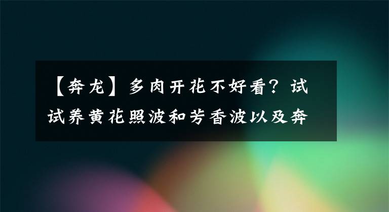 【奔龍】多肉開花不好看？試試養(yǎng)黃花照波和芳香波以及奔龍，開花可漂亮了