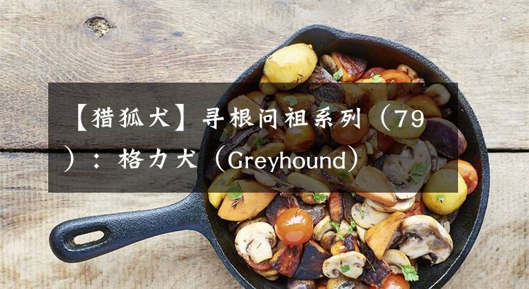 【獵狐犬】尋根問祖系列（79）：格力犬（Greyhound）