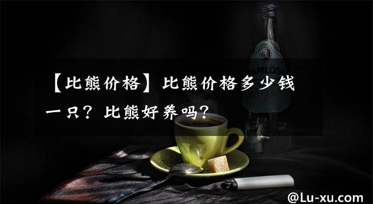 【比熊價(jià)格】比熊價(jià)格多少錢一只？比熊好養(yǎng)嗎？