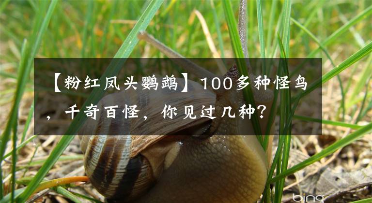 【粉紅鳳頭鸚鵡】100多種怪鳥，千奇百怪，你見過幾種？