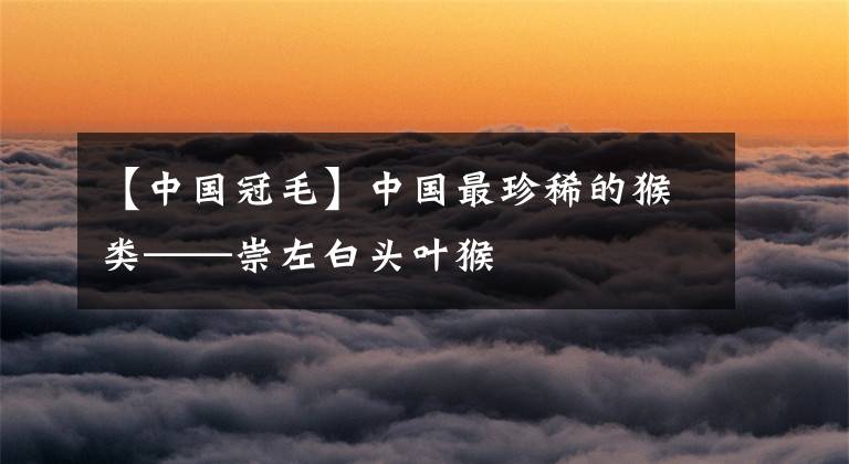 【中國(guó)冠毛】中國(guó)最珍稀的猴類(lèi)——崇左白頭葉猴