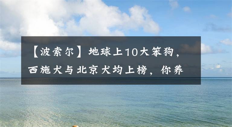 【波索爾】地球上10大笨狗，西施犬與北京犬均上榜，你養(yǎng)了嗎？