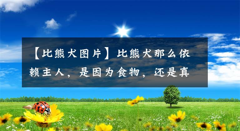 【比熊犬圖片】比熊犬那么依賴主人，是因?yàn)槭澄铮€是真有感情？