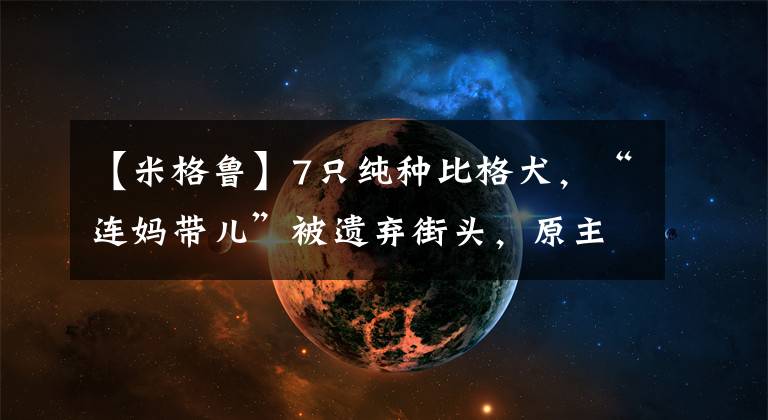 【米格魯】7只純種比格犬，“連媽帶兒”被遺棄街頭，原主人是散財(cái)童子？