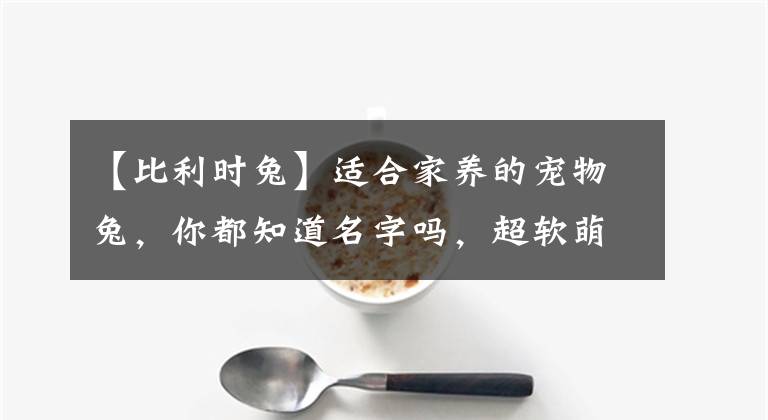 【比利時(shí)兔】適合家養(yǎng)的寵物兔，你都知道名字嗎，超軟萌的垂耳兔你愛(ài)了嗎