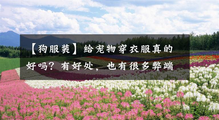 【狗服裝】給寵物穿衣服真的好嗎？有好處，也有很多弊端