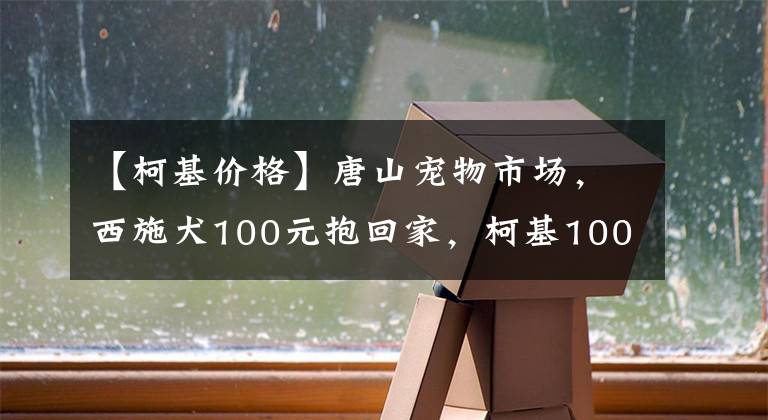 【柯基價(jià)格】唐山寵物市場(chǎng)，西施犬100元抱回家，柯基1000元，免費(fèi)送的狗稀罕