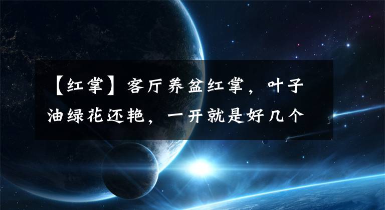 【紅掌】客廳養(yǎng)盆紅掌，葉子油綠花還艷，一開就是好幾個(gè)月！