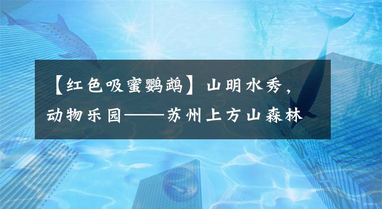 【紅色吸蜜鸚鵡】山明水秀，動物樂園——蘇州上方山森林動物世界（二）