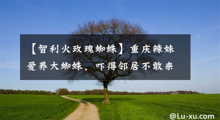 【智利火玫瑰蜘蛛】重慶辣妹愛(ài)養(yǎng)大蜘蛛，嚇得鄰居不敢來(lái)串門