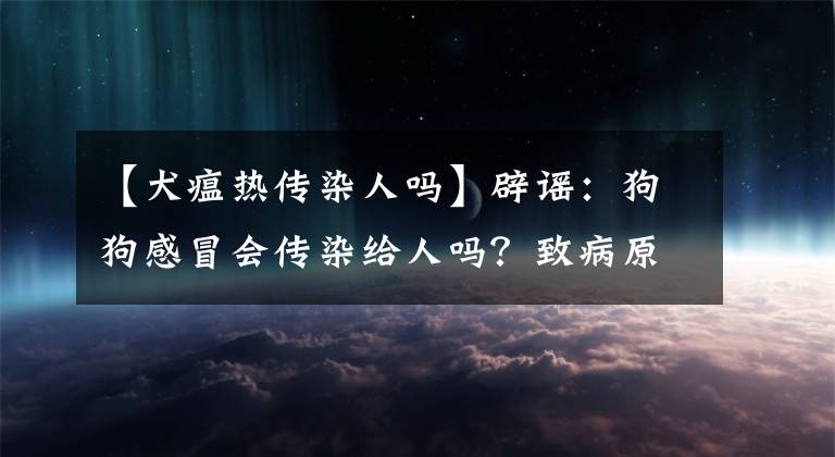 【犬瘟熱傳染人嗎】辟謠：狗狗感冒會傳染給人嗎？致病原不同，再多的擔心都是多慮