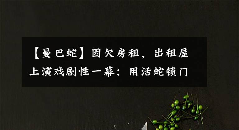 【曼巴蛇】因欠房租，出租屋上演戲劇性一幕：用活蛇鎖門，綠曼巴蛇有多毒？