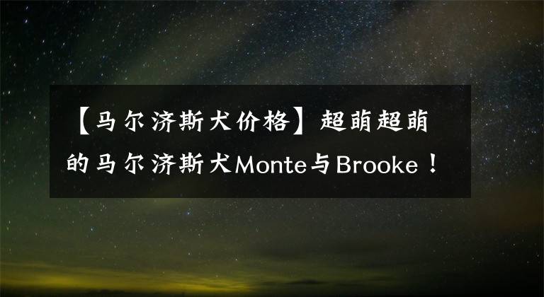 【馬爾濟(jì)斯犬價(jià)格】超萌超萌的馬爾濟(jì)斯犬Monte與Brooke！