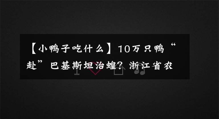 【小鴨子吃什么】10萬(wàn)只鴨“赴”巴基斯坦治蝗？浙江省農(nóng)科院回應(yīng)：牧鴨治蝗技術(shù)尚在研究探索中