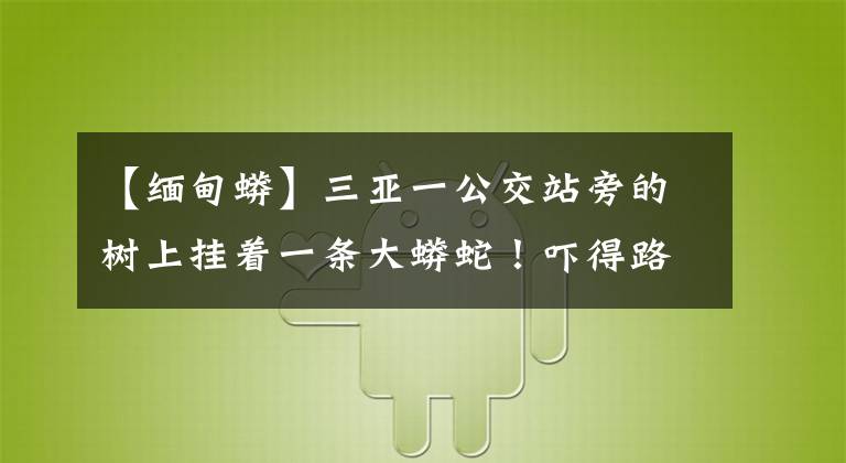 【緬甸蟒】三亞一公交站旁的樹上掛著一條大蟒蛇！嚇得路人趕緊報警……