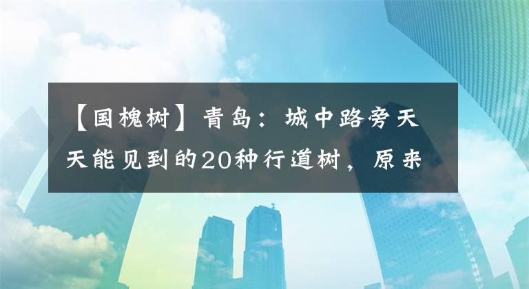 【國槐樹】青島：城中路旁天天能見到的20種行道樹，原來每種都有其優(yōu)缺點