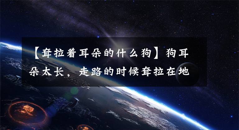 【耷拉著耳朵的什么狗】狗耳朵太長，走路的時候耷拉在地上。屎泉：你是大耳朵胡圖嗎？